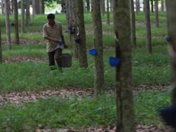 First Resources Akuisisi Kebun Karet Borneo Damai Lestari di Kaltim